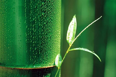 Contemporary Bamboo Wallpapers Bamboo Leaf Wallpapers