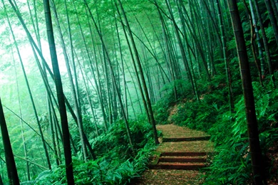 Bamboo Forest Wallpaper Images   Uncalke.com