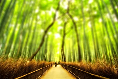 Yellow Bamboo Wallpapers 1080p   Ndemok.com