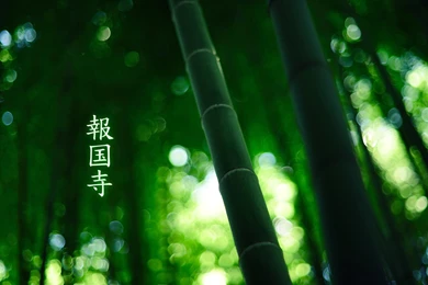 Download The Bamboo Green Wallpaper, Bamboo Green iPhone Wallpapers ...