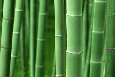 Bamboo Computer Wallpapers, Desktop Backgrounds