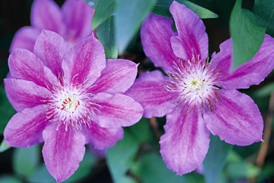 Desktop Wallpapers · Gallery · Nature · Household Flowers   Desktop ...