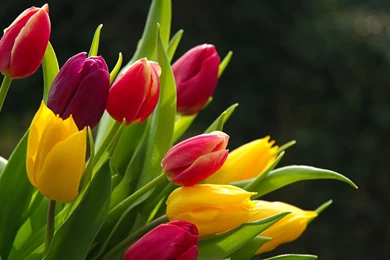 Beautiful Flower Wallpapers For Desktop Free Download