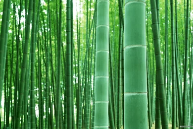 Bamboo Forest Wallpapers High Definition For Desktop   Uncalke.com