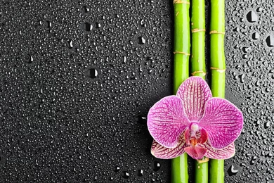 Flowers, Water Drops, Bamboo, Orchids Wallpapers HD / Desktop And ...