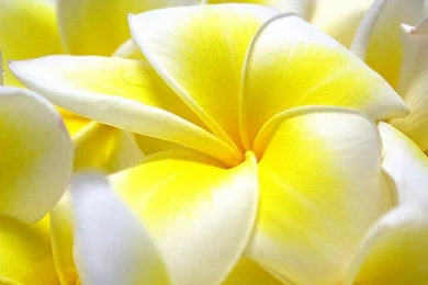 Flowers Wallpapers For Desktop Full Size   Google Search