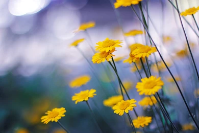 Yellow Camomille Flowers HD Wallpapers