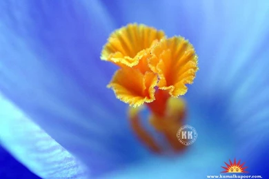 Flowers Wallpapers, Flowers Images, Free Flowers Desktop ...