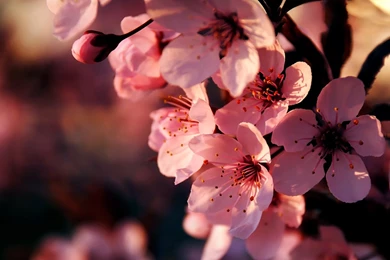 Pink Flowers Wallpapers