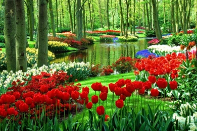 Wallpapers Beautiful Tulip Fields