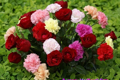 Beautiful Flower Wallpapers   Wallpapers HD Base