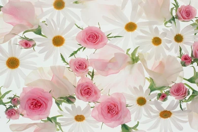 Beautiful Flower Wallpapers AWidescreen HD
