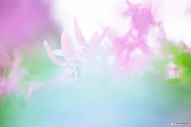 Free Flower Wallpapers Beautiful Flower Photography 5 Wallpapers ...