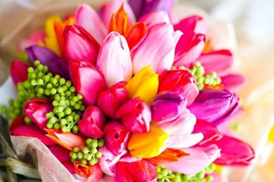 Flower, Beautiful Flowers, Flowers Wallpaper, Flowers, 20+ Flowers ...