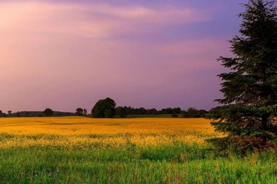 Sky Lilac Shades Mobile Wallpapers   Mobiles Wall