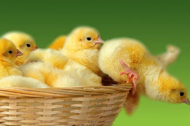 Bunch Yellow Chicks Wallpapers