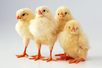 Four Yellow Chicks Wallpapers And Images   Wallpapers, Pictures ...