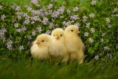 Baby Chicks Cute Wallpapers HD Download Of Cute Birds
