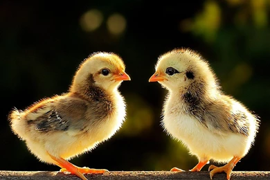 Baby Chicks HD Wallpapers