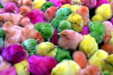 Chicken Pictures   Domestic Chicken Bird Photos