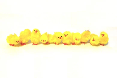 Easter Chicks Wallpapers