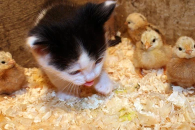 Kitten With Baby Chicks HD Desktop Wallpapers : Widescreen : High ...