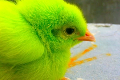 Birds Animals Chicken Chicks Baby Birds 1600x1067 Wallpapers High ...