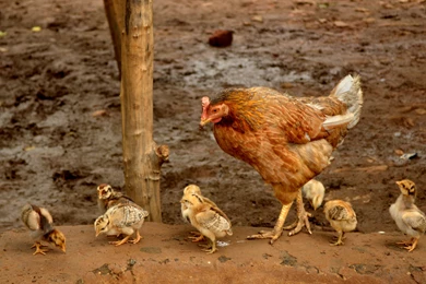 Chicks HD Wallpaper Images Pictures Photos Download Page 0