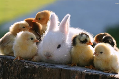 Cute Rabbit And Chicks Wallpapers