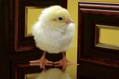 Free Cute Easter Day Chick Wallpapers Wallpapers Wallpapers   HD ...