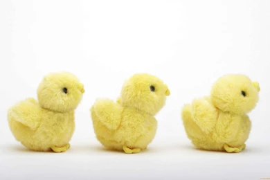 Cute Easter Chicks HD Wallpapers