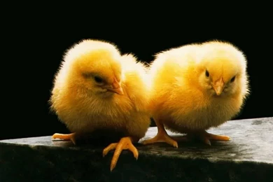 7 Cute Easter Chicks Desktop Wallpapers