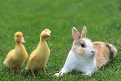 Loveable Little Creatures: Baby Chicks And Ducks 1024x768 NO.16 ...