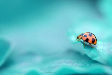 Aqua Marine Wallpapers   Color Wallpapers