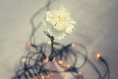 Desktop, Magazine, Wallpaper, January, Smash, Nocal, Smashing ...