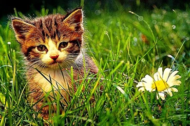 Full Hd Screensaver Wallpapers