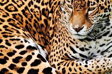 HD Cool Leopard Skin Wallpapers Full Size   HiReWallpapers 3532