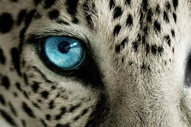 HD Best Leopard Wallpapers For IPhone, Tablet, Smartphone Full Size ...