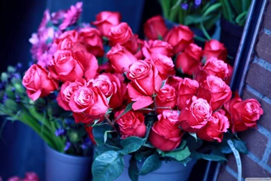 Beautiful Love Wallpapers For Desktop Full Screen – Valentine Week ...