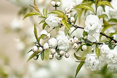 White Wallpapers Fullscreen Desktop