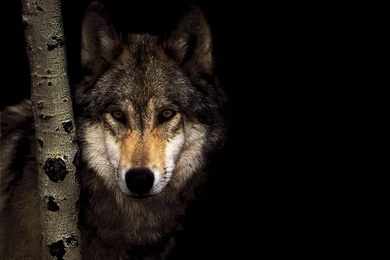 Cool Screensavers Site: Wolf Wallpapers And Screensaver
