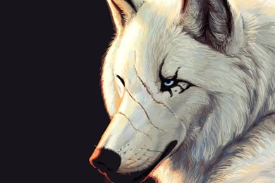 Wolf Wallpapers Hd