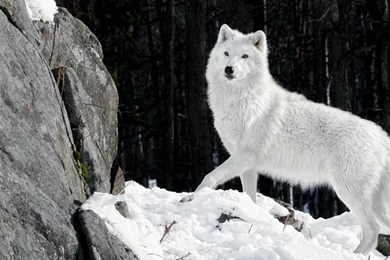HD Beautiful White Wolf Wallpapers Full Size   HiReWallpapers 3451