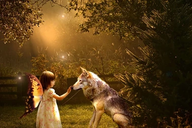 Wallpapers Pictures Photos: Hd Wolf Desktop Pictures