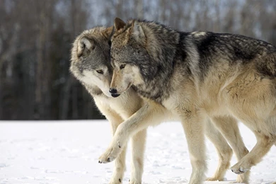 High Resolution Wolf 1920×1080 Wallpapers Full Size   SiWallpaperHD ...
