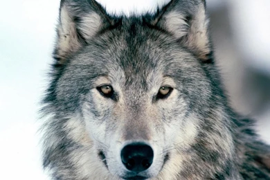 Laptop 1366x768 Wolf Wallpapers HD, Desktop Backgrounds 1366x768