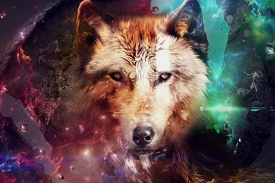 Wolf Free Ipad Wallpapers