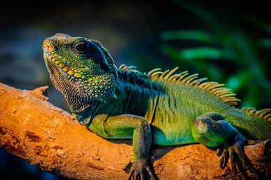 42 Snakes Reptiles HD Wallpapers 146 :: Reptiles Hd Wallpapers