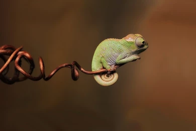 Reptile Wallpapers Hd   ImgMob