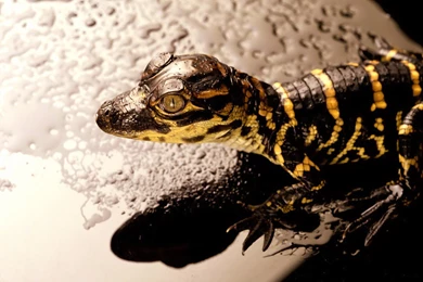 Free Screensavers And Wallpapers   7Screensavers.com